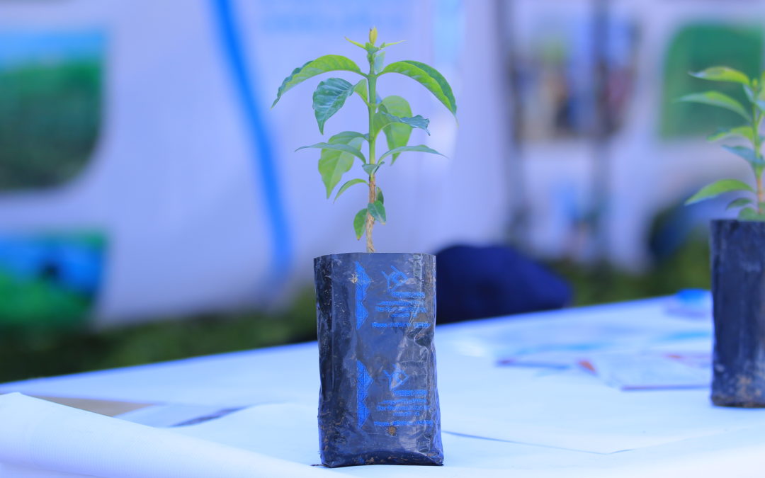 Yemeni National Coffee Day — 2022 edition